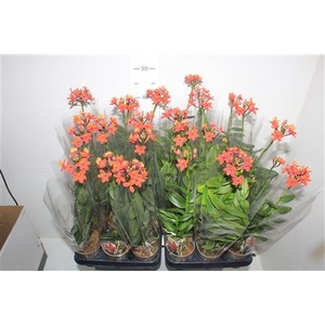 Epidendrum Orchid Red
