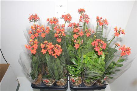 Epidendrum Orchid Red