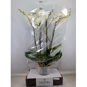 Phalaenopsis   ...white