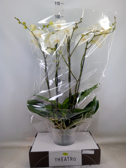 <h4>Phalaenopsis   ...white</h4>