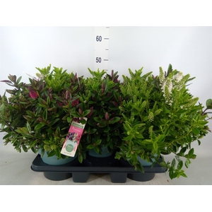 Hebe  'Addenda'   ...mix in pot