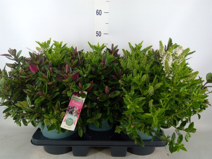 <h4>Hebe  'Addenda'   ...mix in pot</h4>