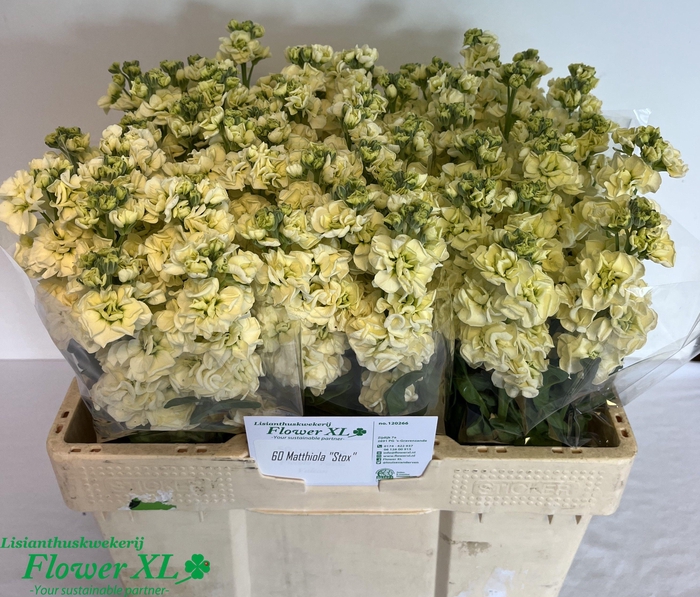 <h4>MATTH IMPALA YELLOW</h4>