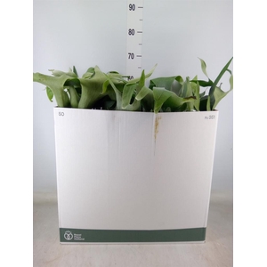 Platycerium bifurc. 'Netherlands'