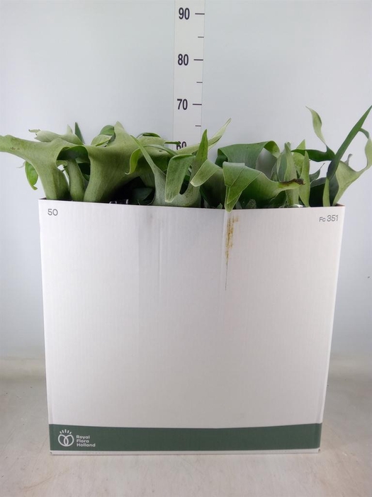 <h4>Platycerium bifurc. 'Netherlands'</h4>