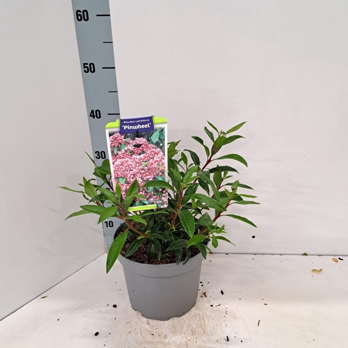 <h4>Kalmia latifolia</h4>
