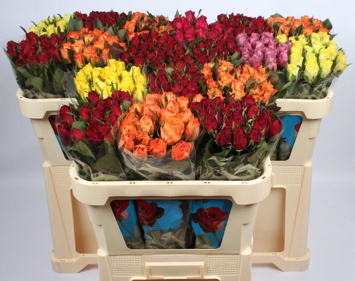 <h4>R GR GEMENGD</h4>