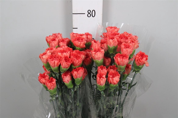 <h4>Di St Orange Magic</h4>