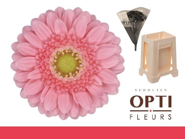 <h4>Germini Juna Water</h4>