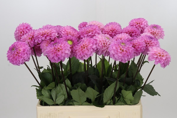 <h4>Dahlia Wizard of Oz</h4>