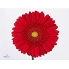 Gerbera Carambole Diamond