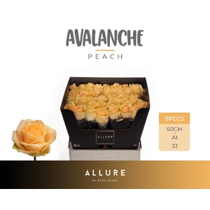 R GR AVALANCHE PEACH+ ALLURE