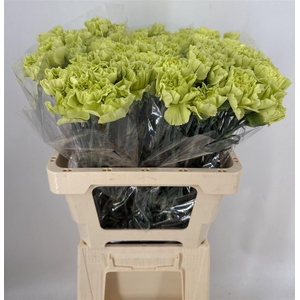 DIANTHUS ST CELTIC VERDE