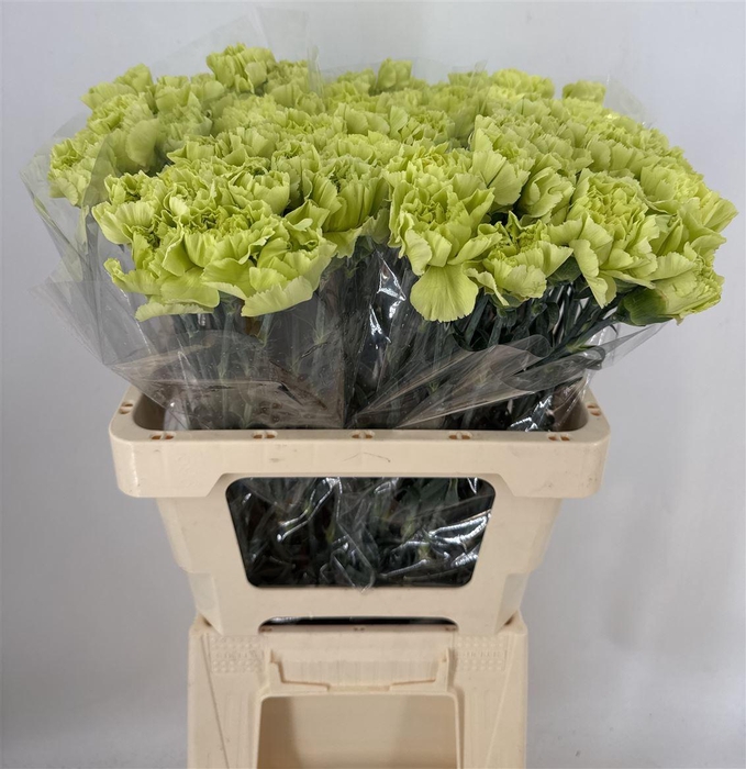 <h4>DIANTHUS ST CELTIC VERDE</h4>