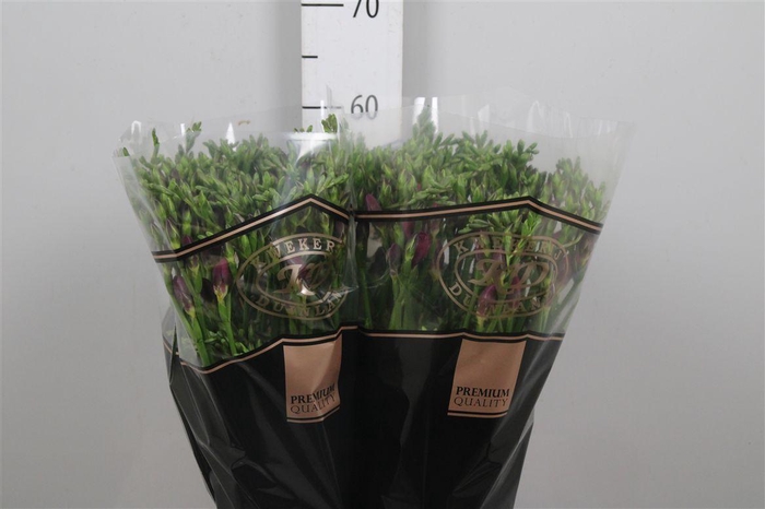 <h4>Fr En Pink Passion</h4>