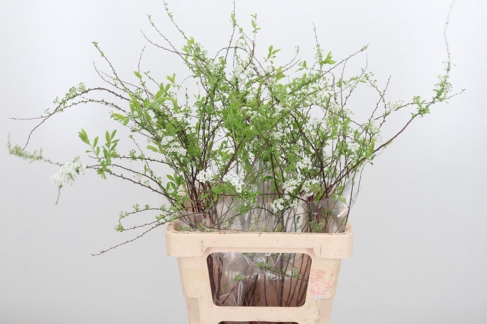 <h4>Spir C Grefsheim</h4>