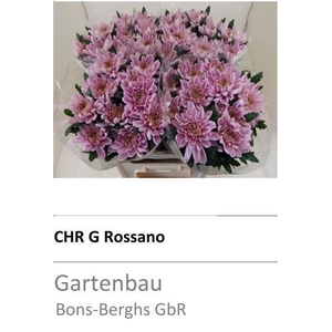 CHR E ROSSANO