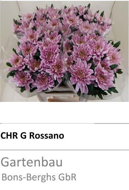 <h4>CHR E ROSSANO</h4>