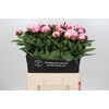 Paeonia Truly Yours