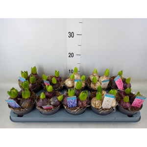 Hyacinthus orie.   ...mix 3
