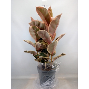 Ficus elastica 'Belize'