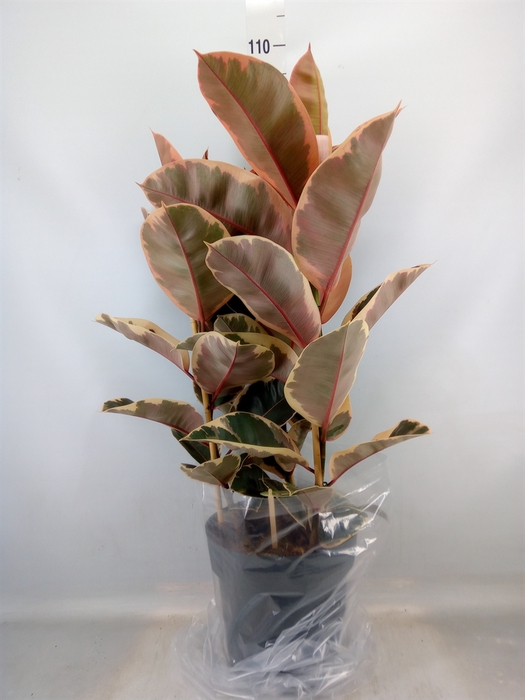 <h4>Ficus elastica 'Belize'</h4>
