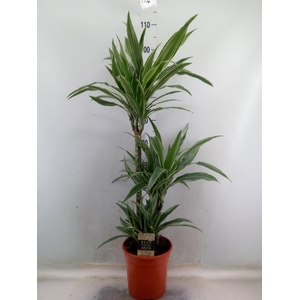 Dracaena fr de 'Warneckei'