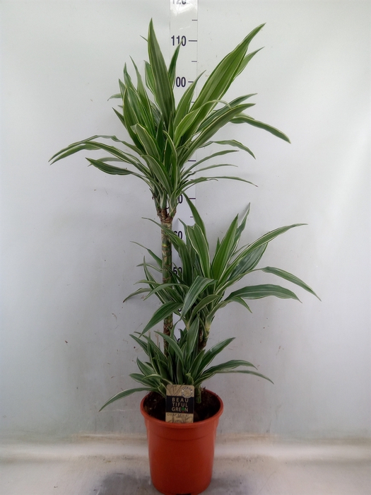 <h4>Dracaena fr de 'Warneckei'</h4>