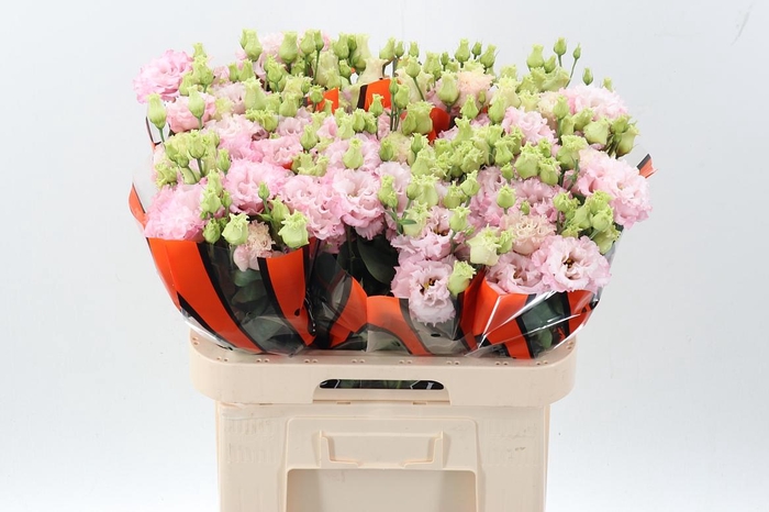 <h4>Eus G Celeb Queen</h4>