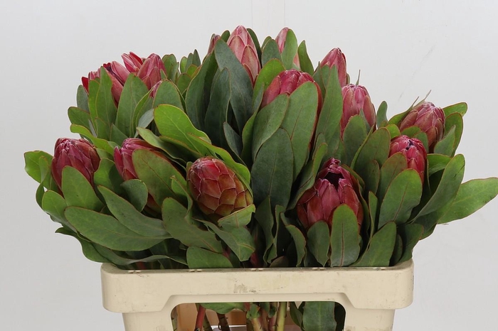 <h4>Protea Silvia</h4>