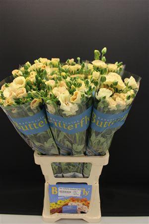 Ran Butterfly Keramos 70cm