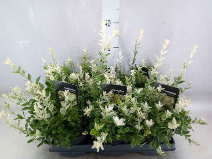 <h4>Euonymus fortunei 'Harlequin'</h4>