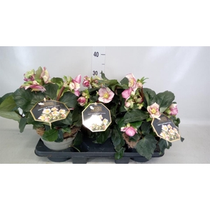 Helleborus  'Ice N Roses Carlotta'