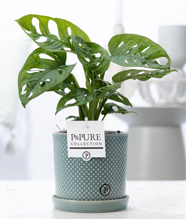 <h4>Monstera Adansonii in P&PURE Lauren ceramics</h4>