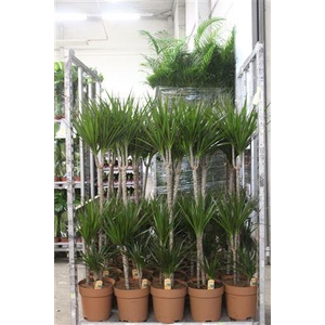 Dra Marginata 90-45-15 Cm