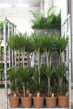 <h4>Dra Marginata 90-45-15 Cm</h4>