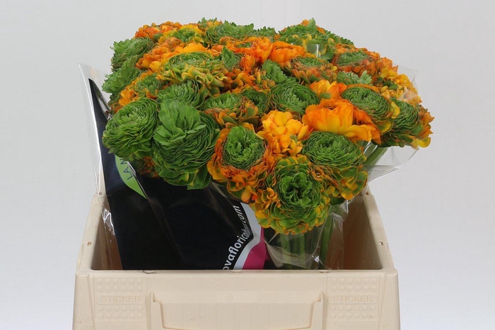 <h4>Ranunculus Clooney Pon Pon Merlino</h4>
