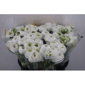 Ran Cloni Ex White Succes