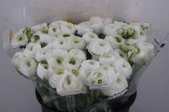 <h4>Ran Cloni Ex White Succes</h4>