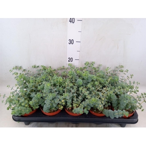 Sedum sieboldii 'Mediovariegatum'