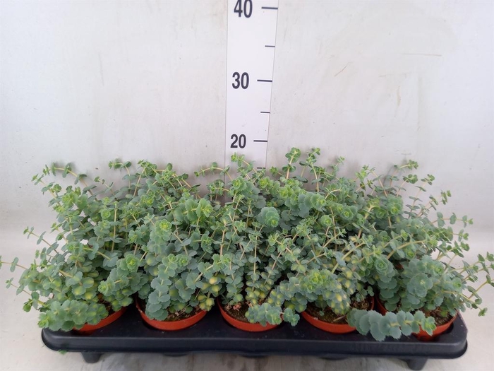 <h4>Sedum sieboldii 'Mediovariegatum'</h4>