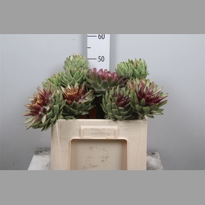 Cynara Sc Green Glob