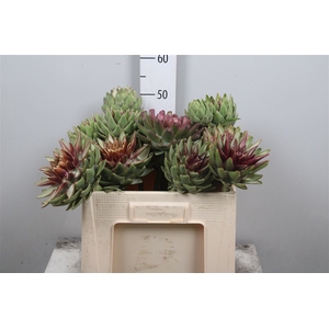 Cynara Sc Green Glob