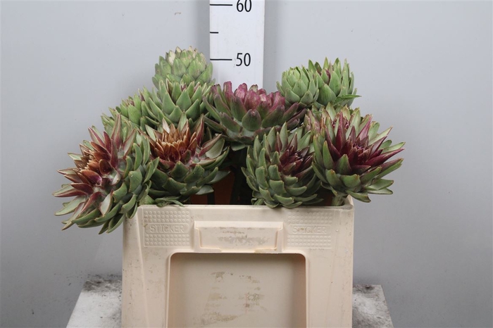 <h4>Cynara Sc Green Glob</h4>