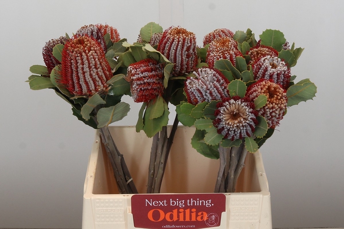 <h4>Banksia Coccinea</h4>