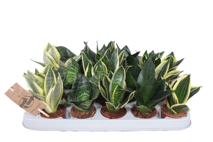 <h4>Sansevieria trifa. 'Hahnii'</h4>