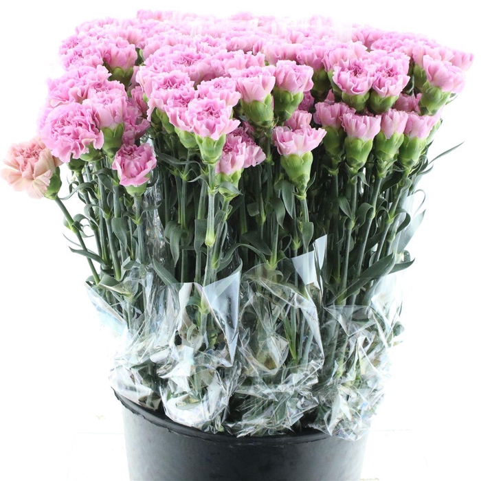 <h4>Di St Akela X 160</h4>