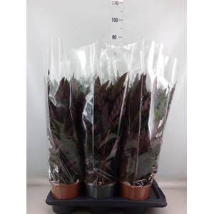 Calathea rufibarba 'Elgergrass'