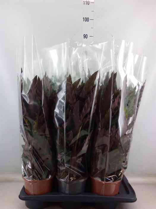 <h4>Calathea rufibarba 'Elgergrass'</h4>