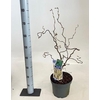 Corylus A Contorta